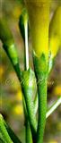  Pistil
